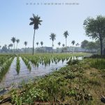 Incursion Red River 14 – rizière1